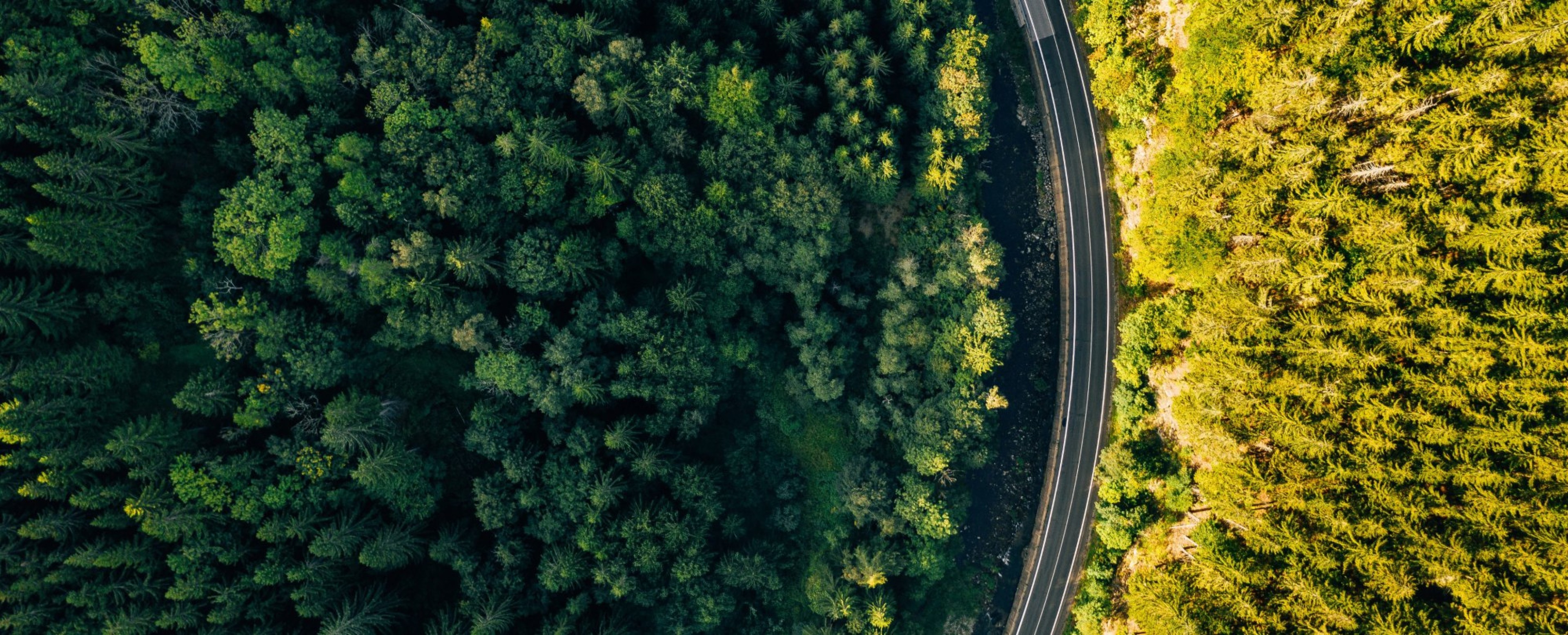Vista aérea de una carretera entre bosque
