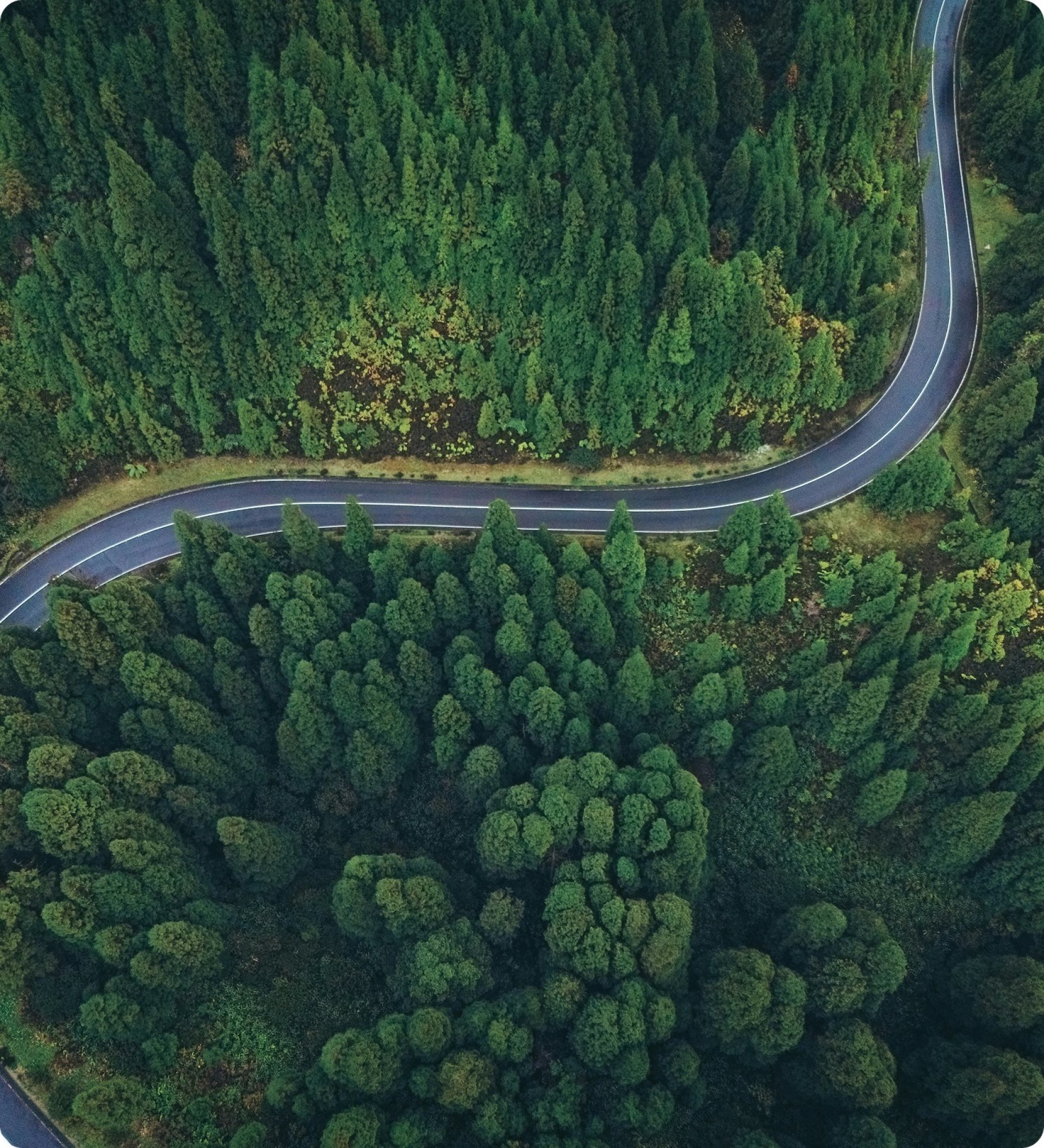 Vista aérea de una carretera entre bosque
